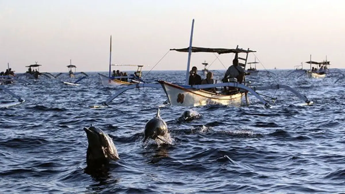 Wisata Dolphin Pantai Lovina Bali menawarkan pengalaman melihat lumba-lumba liar, snorkeling, hingga paket sarapan dengan harga mulai Rp100 ribuan.
