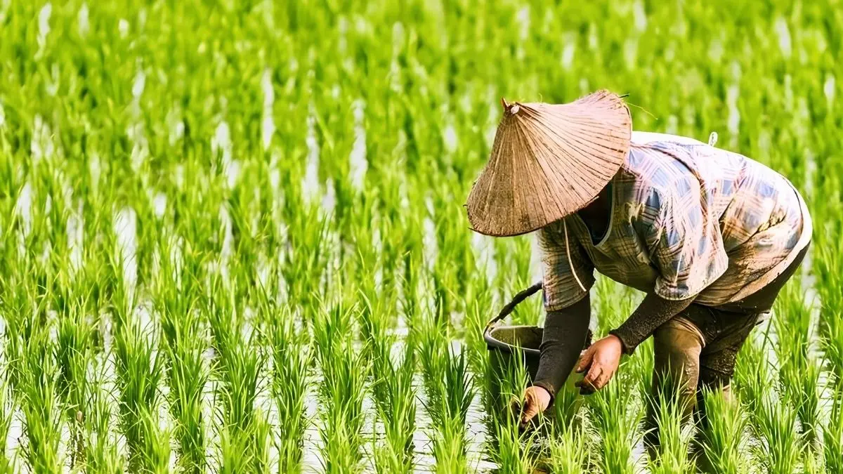 Hari baik untuk bercocok tanam jagung menurut hitungan Jawa ditentukan berdasarkan kategori buah atau woh. Simak daftar 9 hari yang dianggap tepat. (PINTEREST)