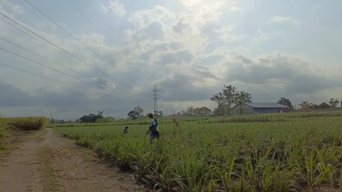 KemenPU meninjau lahan seluas 5,2 hektare di kawasan Jepun yang diusulkan Pemerintah Kabupaten Tulungagung sebagai lokasi pembangunan Sekolah Rakyat.(RAHIIQ AL BACHRI/RADAR TULUNGAGUNG)
