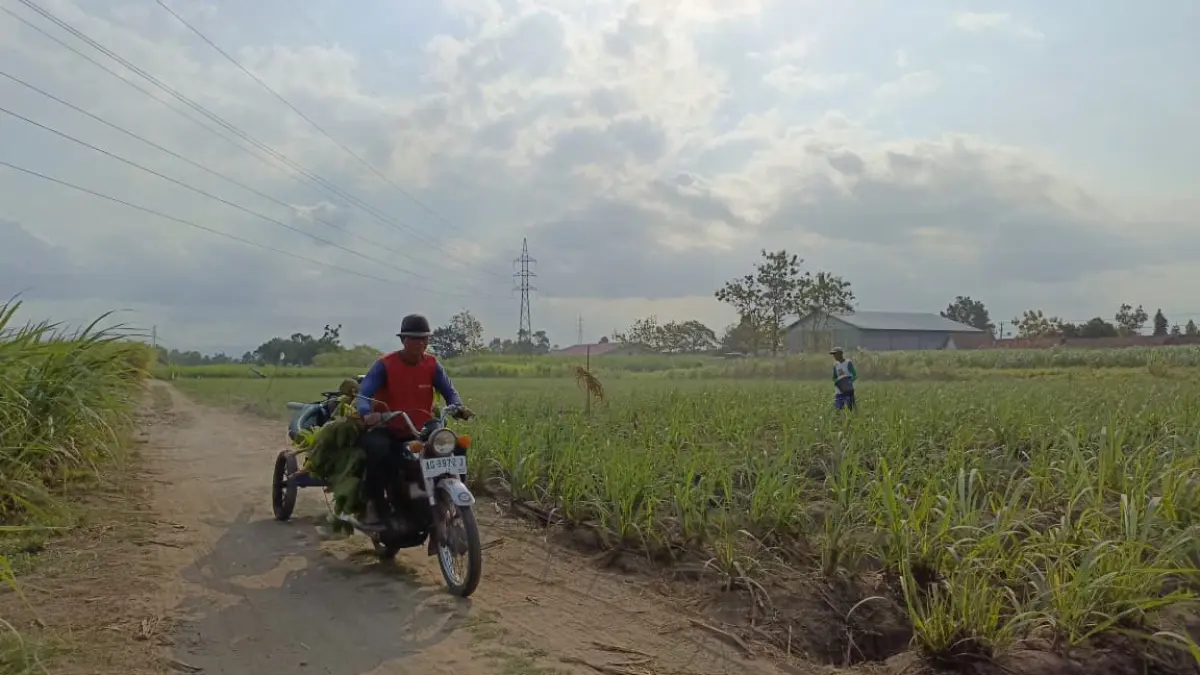 Petani beraktivitas di lahan persawahan yang bakal menjadi lokasi pembangunan SR. Kementerian sudah melakukan survei beberapa waktu lalu.(RAHIIQ AL BACHRI/RATU)
