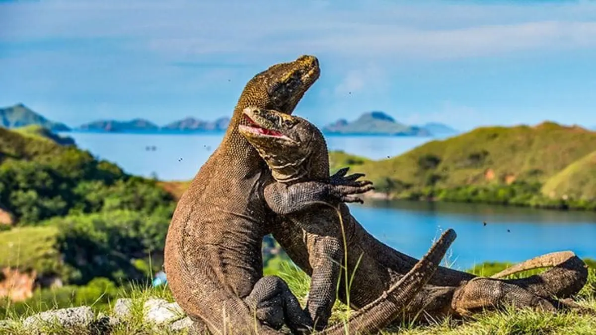 Pulau Komodo menjadi habitat naga terakhir di bumi dengan ekosistem purba, savana eksotis, dan keindahan bawah laut yang menjadikannya destinasi wisata kelas dunia.