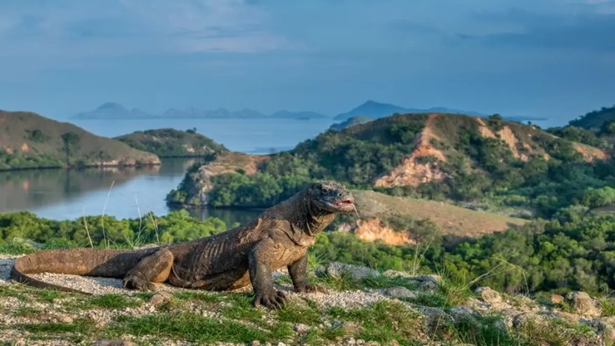 Pulau Komodo menjadi rumah naga terakhir di bumi. Simak fakta unik komodo, habitat, cara berburu, hingga keindahan alam dan bawah laut yang mendunia.