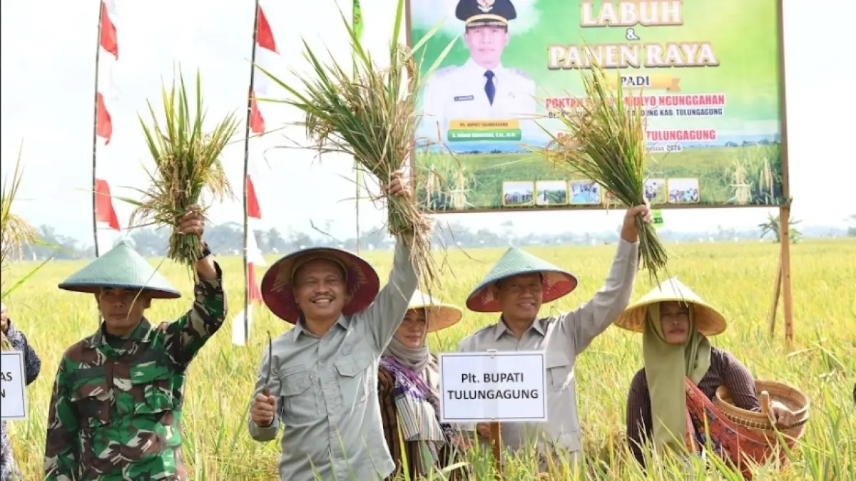 Plt Bupati Tulungagung Ahmad Baharudin beserta jajarannya saat melakukan panen di sawah setempat. (PROKOPIM)