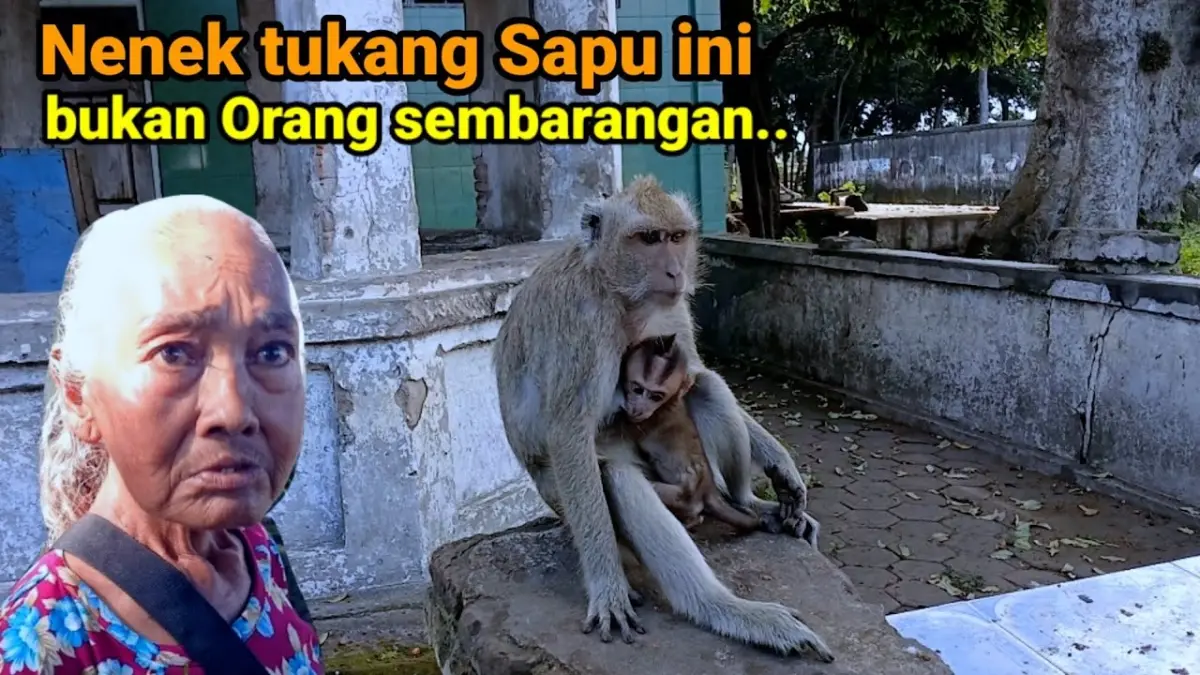 Wisata Monyet Ngujang di Tulungagung menyimpan daya tarik unik. Ratusan kera liar, warung pakan pisang, hingga kisah mistis membuatnya menarik dikulik. (Youtube. com)