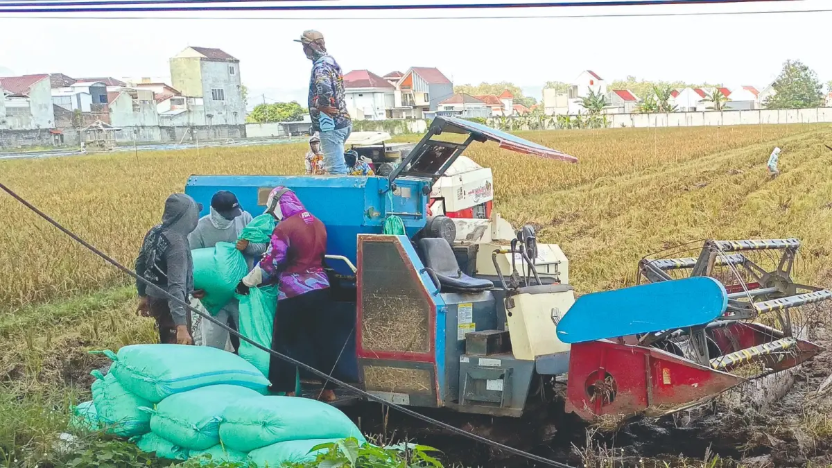 Proses panen padi di lahan persawahan Jalan Soekarno-Hatta. Keberadaan KP2B dilarang dialihfungsikan.(RAHIIQ AL BACHRI/RATU)