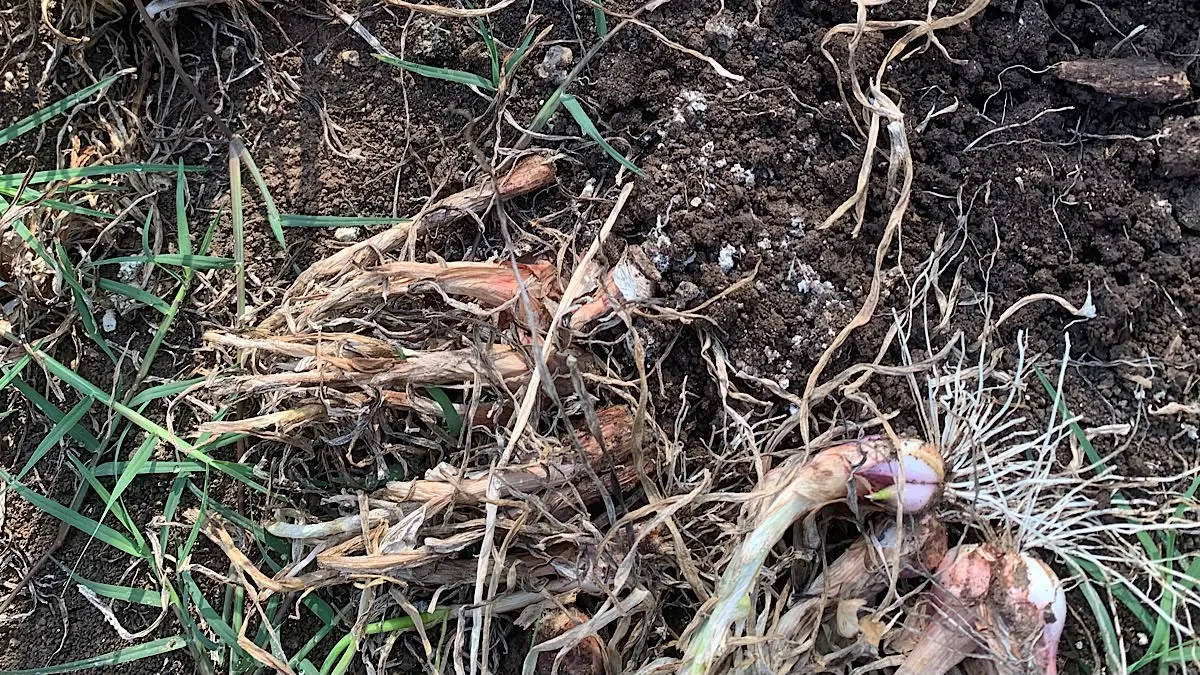 Bawang merah gagal panen bisa dipicu tanam tidak serempak dan lahan tanpa rotasi. Simak cara mengolah lahan sebelum tanam kembali.