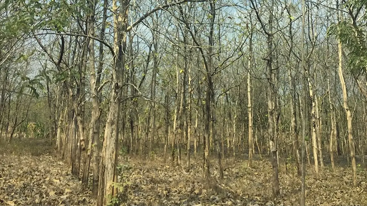 El Nino ekstrem berpotensi memperbesar risiko kekeringan di Indonesia. Pertanian, air bersih, kebakaran hutan hingga energi perlu diwaspadai.2(pinterest)