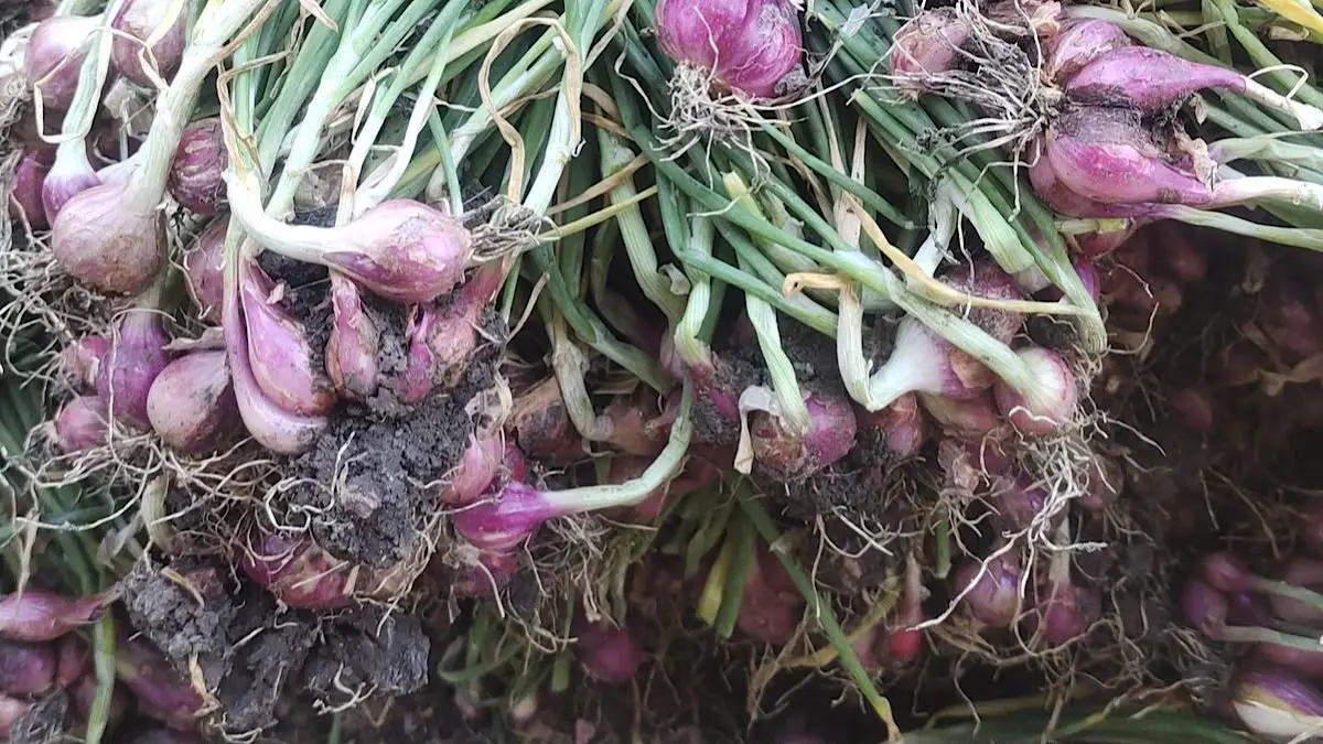 Harga bawang merah Nganjuk masih sekitar Rp20.000 per kg saat panen mencapai 50 persen. Simak harga bibit dan tebas terbaru dari Nganjuk Barat.(pinterest)