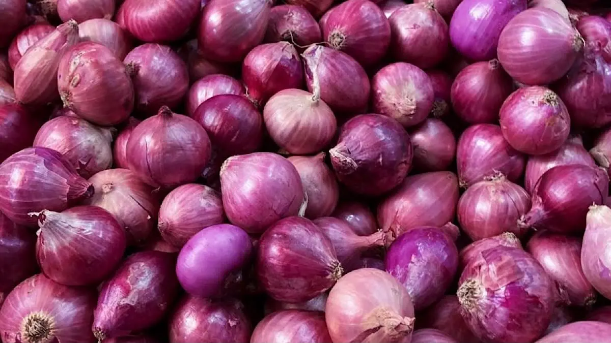 Harga bawang merah Nganjuk terbaru masih sekitar Rp20.000 per kg saat panen mencapai 50 persen. Harga bibit dan tebas juga mulai terpantau.(pinterest)