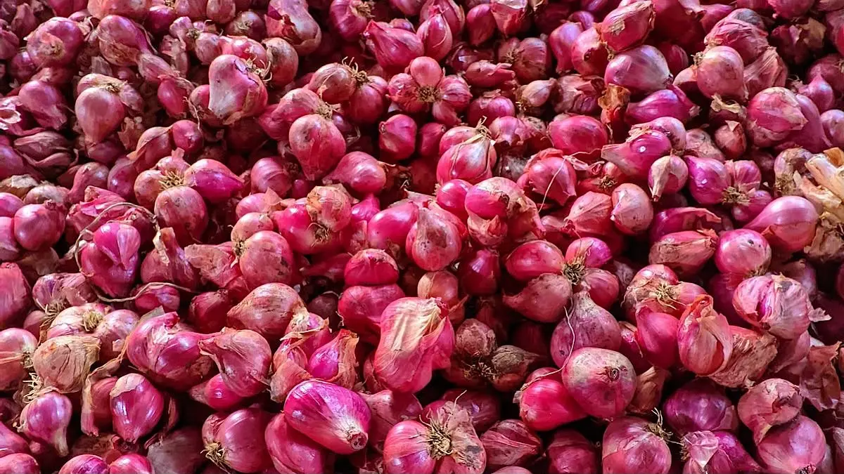 Harga bawang merah Probolinggo 15 Agustus 2026 turun tipis. Simak daftar harga terbaru dari abonan hingga super jumbo di Pasar Induk.(pinterest)