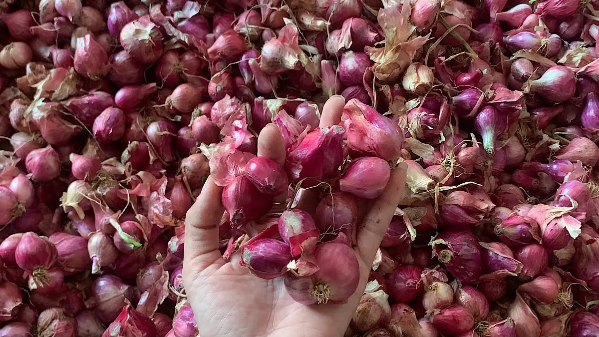 Harga bawang merah Probolinggo hari ini turun Rp1.000 pada tiga kategori. Simak daftar harga lengkap mulai abonan hingga super jumbo.