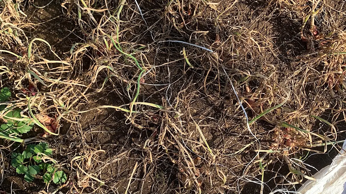 Petani bawang merah wajib menghindari 3 kesalahan sepele ini. Salah penyiraman, bedengan lemah, dan minim kontrol bisa menghambat pertumbuhan.