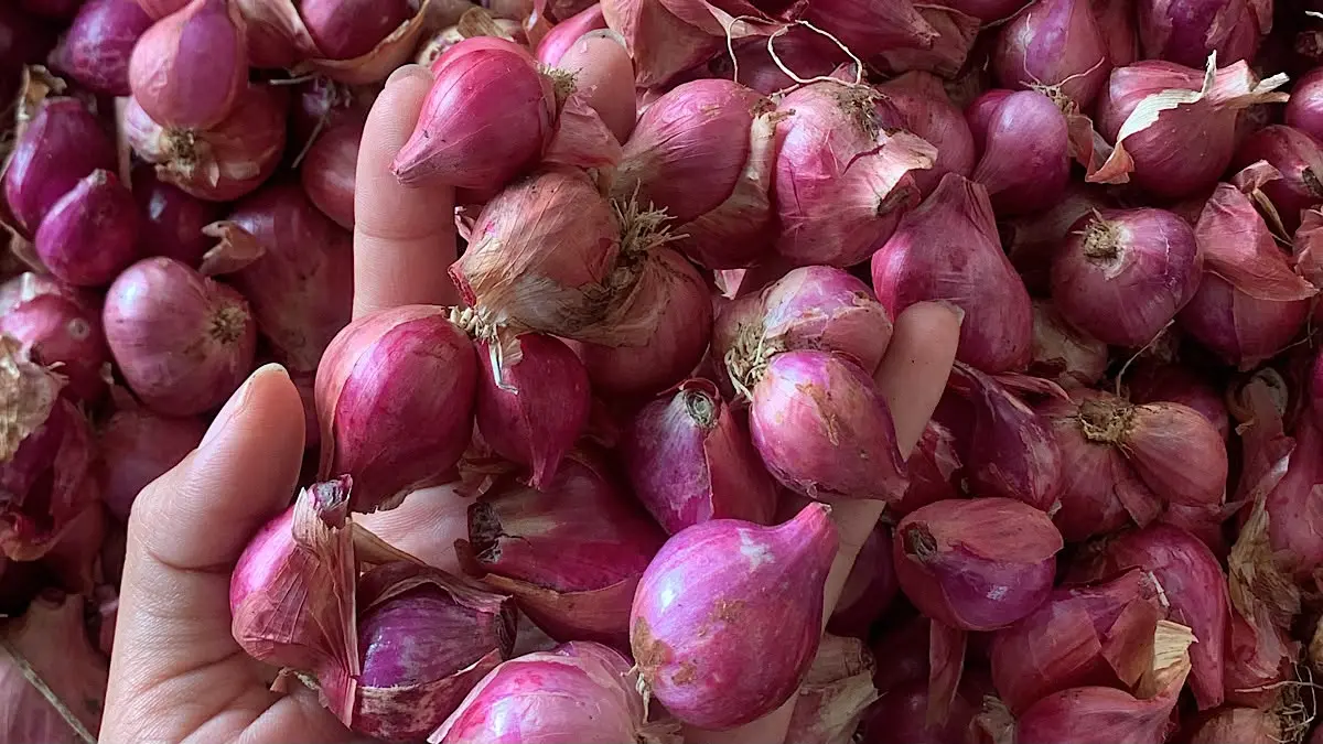 Prediksi harga bawang merah besok mengarah stabil. Stok masih banyak dan panen raya Nganjuk membuat peluang kenaikan harga dinilai cukup berat.