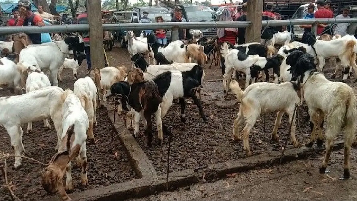 Harga kambing jantan terbaru di Malang bervariasi. Kambing jumbo gemuk dibanderol Rp3 juta hingga Rp4,5 juta, termasuk jenis Sumbawa dan PE.(pinterest)