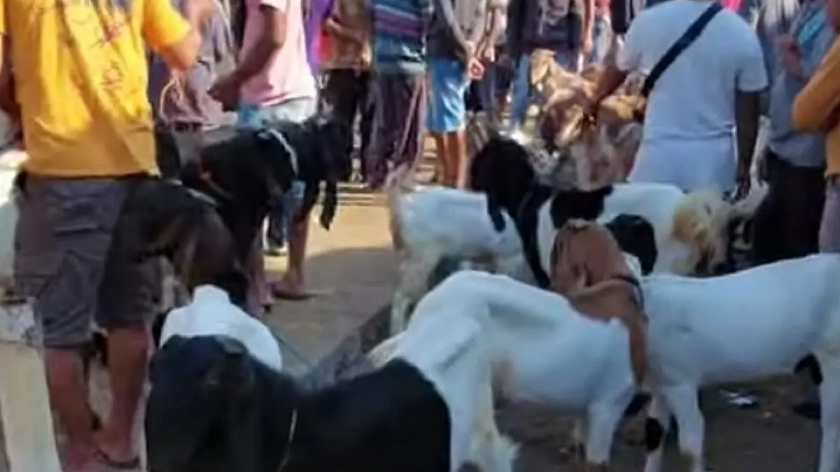 Harga kambing Lampung Timur di Pasar Simpang Sriwono bervariasi, mulai Rp550 ribu hingga Rp3,5 juta. Simak daftar harga dan jenis kambingnya.(pinterest)