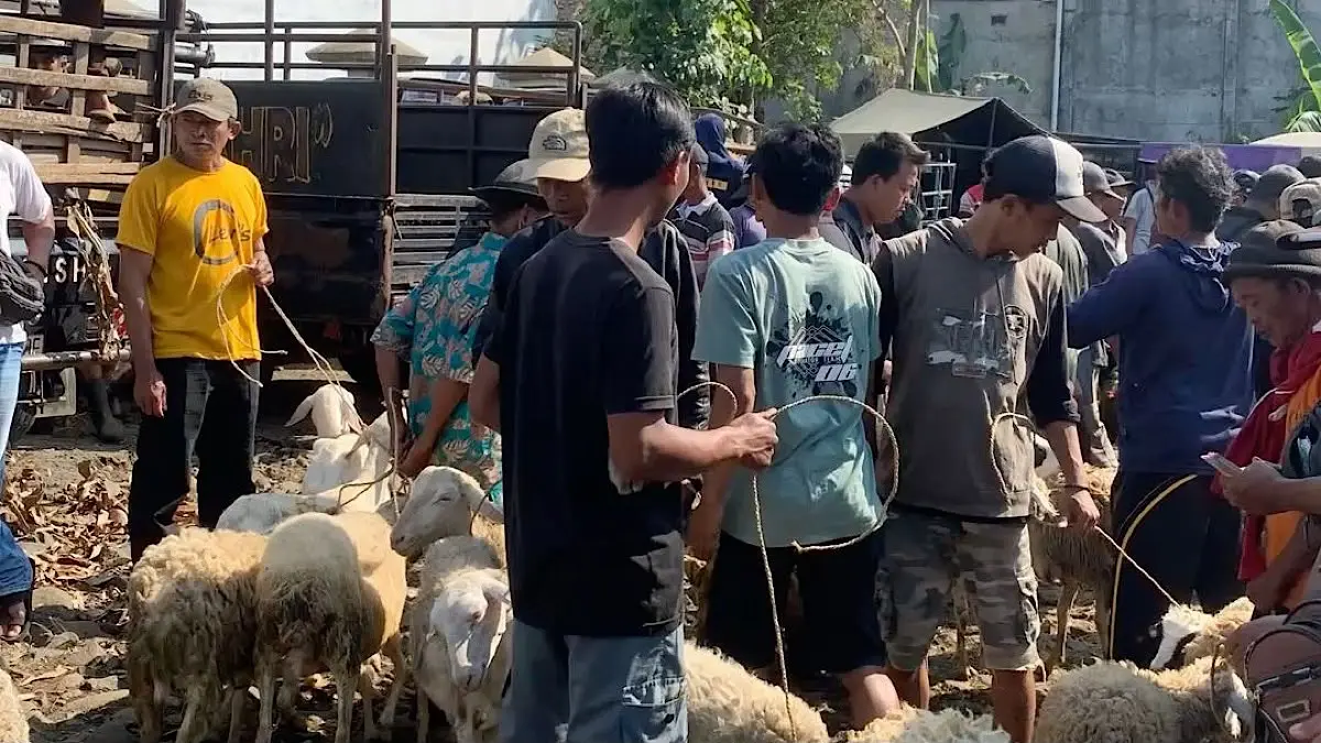 Harga kambing Trenggalek terbaru di Pasar Wage Pulek 10 Agustus 2026. Betina mulai Rp550 ribu, sedangkan jantan super mencapai Rp3,25 juta.(pinterest)