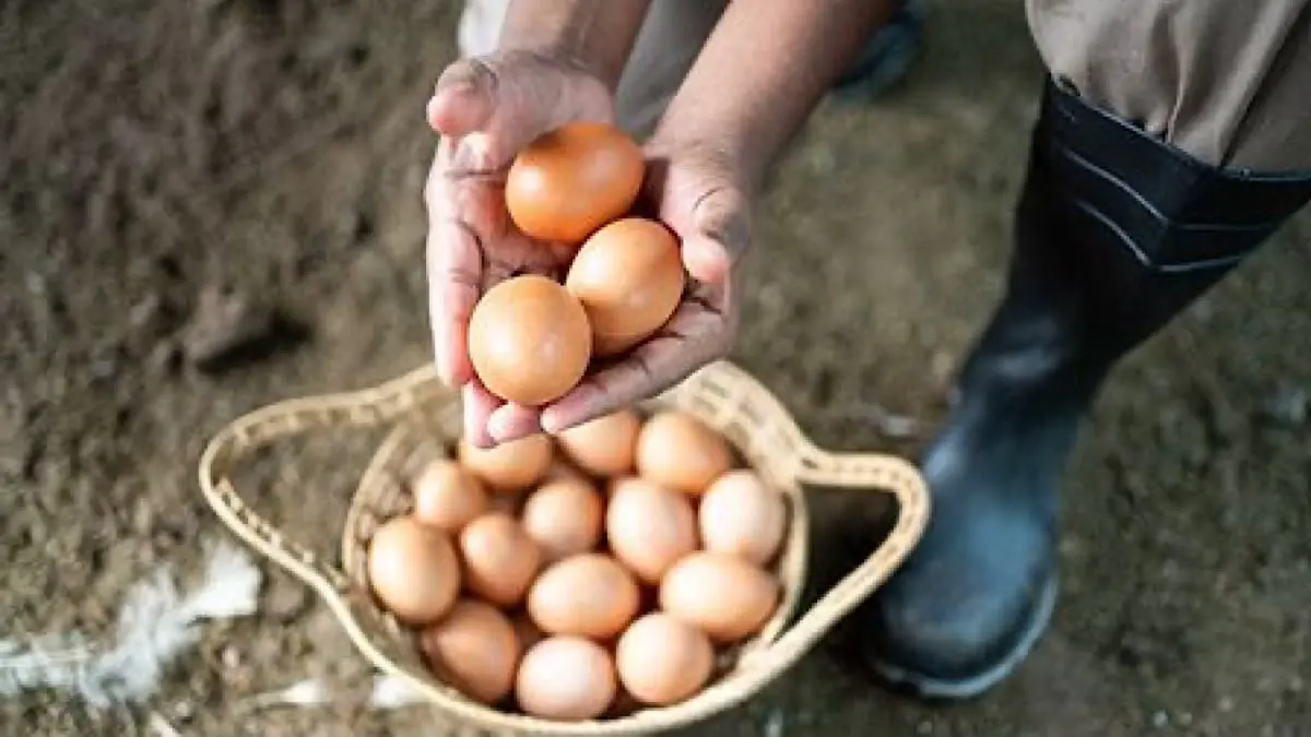Harga telur ayam anjlok di sejumlah daerah hingga di bawah biaya produksi. Peternak meminta pemerintah menstabilkan harga dan menyerap produksi.(pinterest)