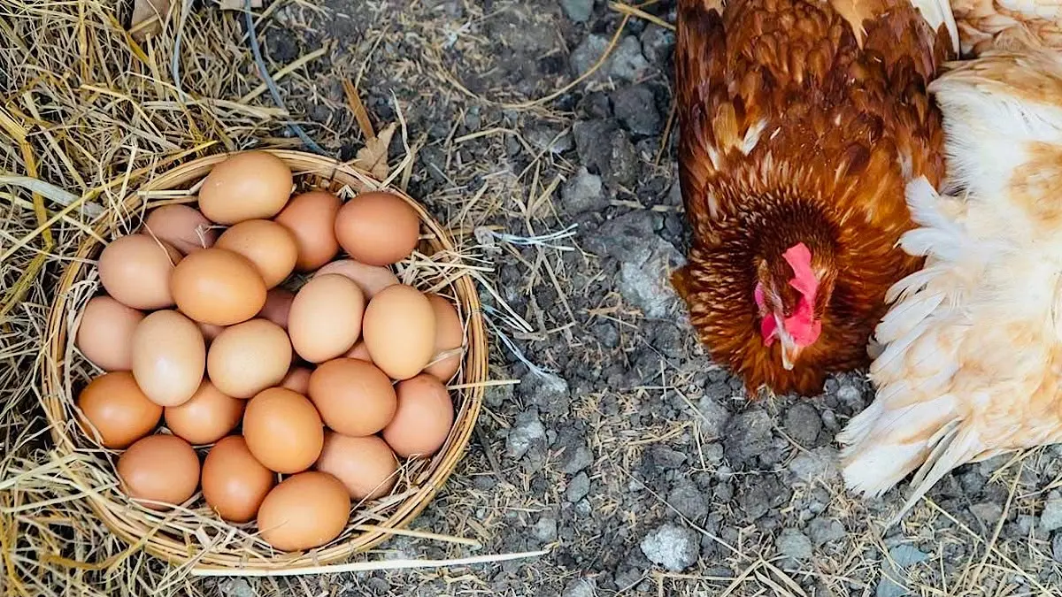 Harga telur ayam anjlok saat biaya pakan naik. Peternak di Pati, Boyolali, dan Makassar menggelar aksi meminta pemerintah turun tangan.(pinterest)