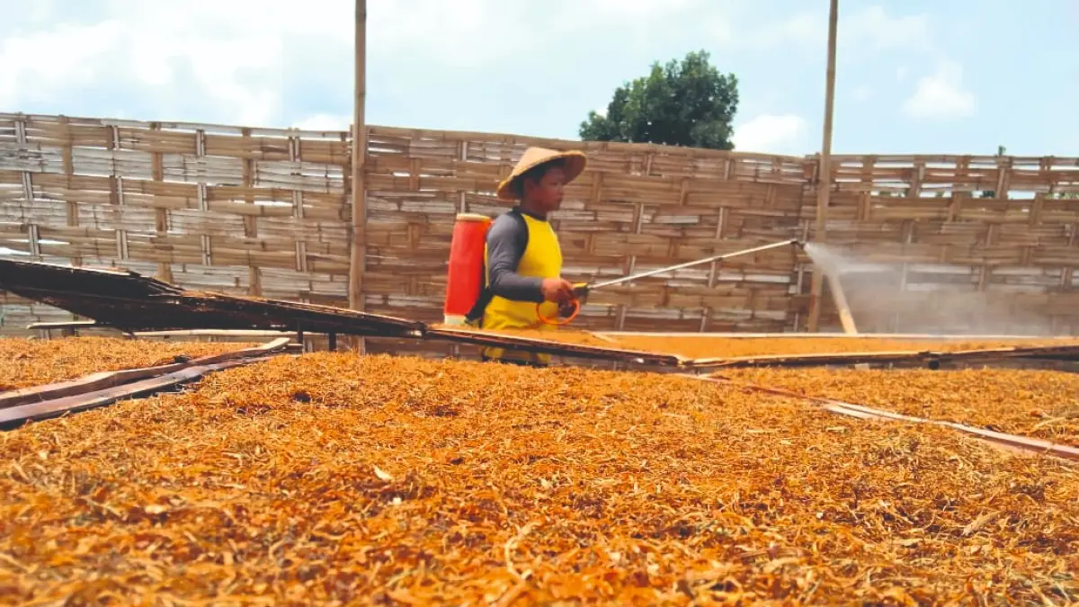 Petani 
tembakau di 
Desa Moyoketen, 
Kecamatan 
Boyolangu, sedang menjemur 
tanaman bahan 
baku rokok. Saat ini harga di 
pasaran sedang bagus.(RAHIIQ/RATU)