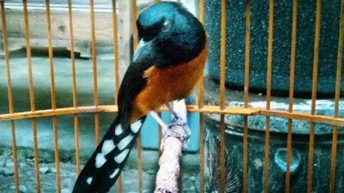Murai Batu termahal dalam video disebut mencapai Rp2 miliar. Burung Zombie menjadi koleksi dengan warna unik dan diklaim sangat langka.(pinterest)
