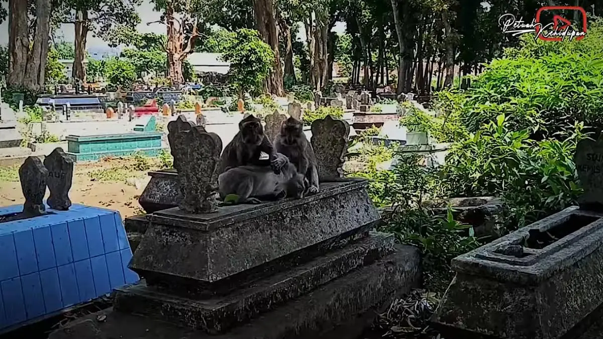 Pesugihan kera Ngujang Tulungagung menjadi rumor yang berkembang di masyarakat. Juru kunci Mbah Ribut menjelaskan asal-usul dan faktanya.(sc youtube)