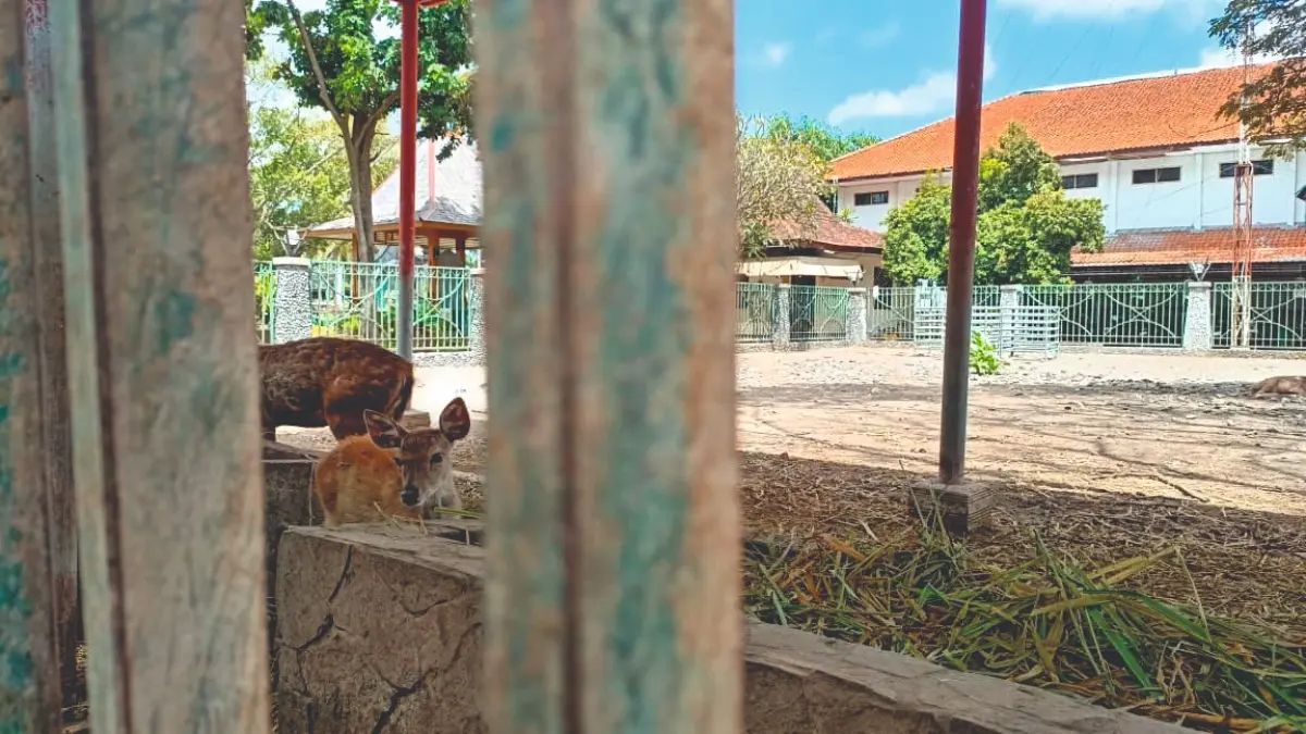 Dua ekor rusa yang menjadi koleksi kebun binatang milik Pemkab Tulungagung. Dalam waktu dekat bakal direvitalisasi dengan anggaran Rp 350 juta.(RAHIIQ AL BACHRI/RATU)