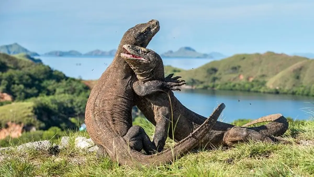 Wisata Labuan Bajo menawarkan komodo, Pink Beach, diving, gua, air terjun hingga pengalaman budaya Manggarai (Pinterest).