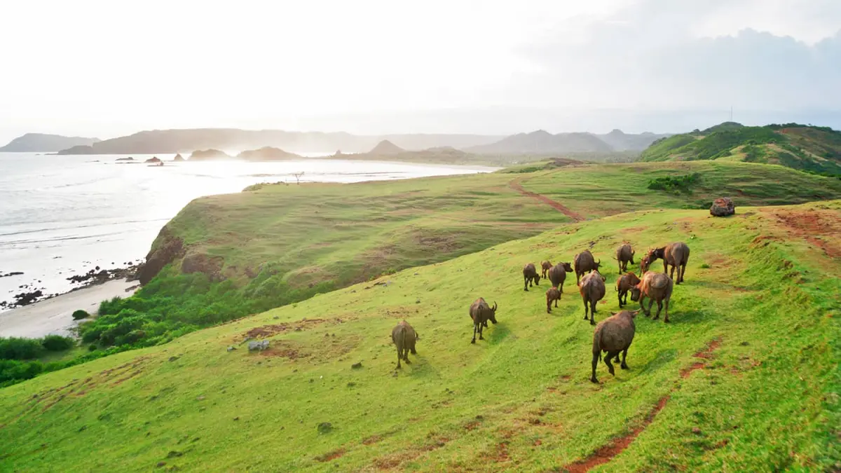 Wisata Lombok menawarkan Bukit Merese, Bukit Seger, Kuta Mandalika, Desa Sade, Pantai Ampenan hingga pesona Senggigi (Pinterest).