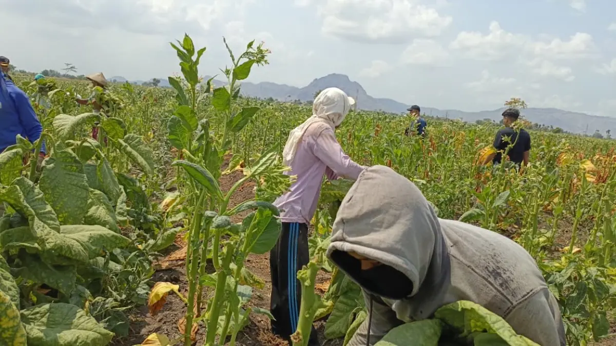 Petani muda Tulungagung didorong tidak hanya menggeluti budi daya, tetapi juga mengembangkan usaha dan pemasaran hasil pertanian.(RAHIIQ AL BACHRI/RADAR TULUNGAGUNG)
