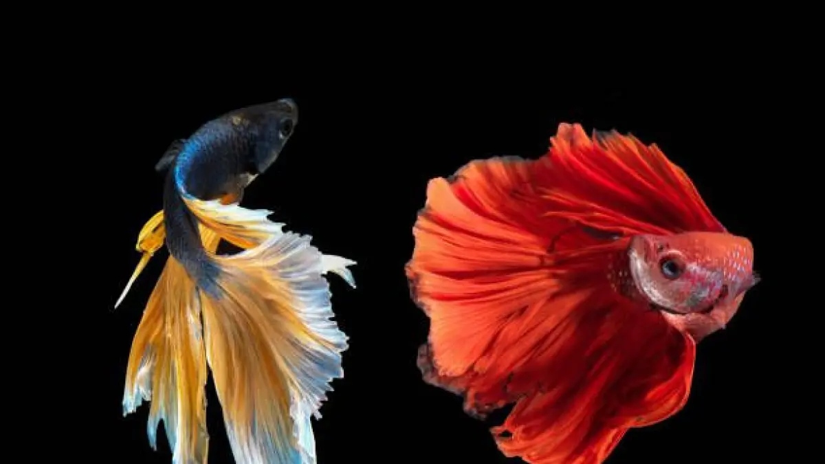 10 jenis ikan cupang populer dengan bentuk dan warna unik, dari Half Moon, Plakat, Koi hingga Wild Betta.(PINTEREST)