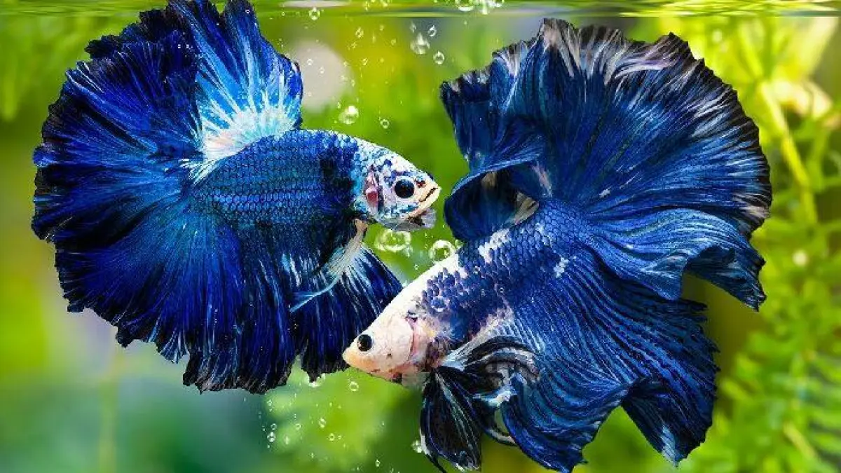 Cara menjemur ikan cupang yang benar perlu memperhatikan waktu, frekuensi, dan suhu air agar ikan tetap sehat dan tidak stres (Pinterest).