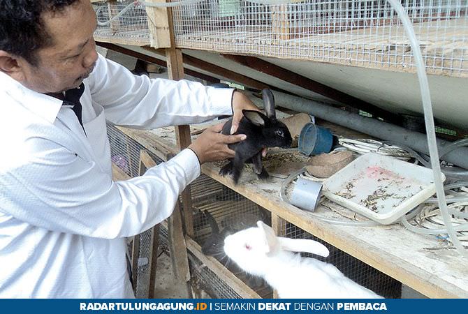 budi-daya-pedaging-kelinci-di-plosokandang