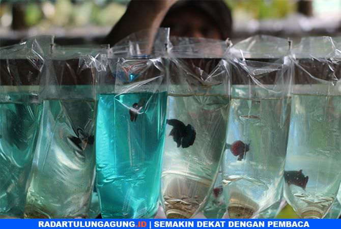 keelokan-sirip-dan-ekor-ikan-cupang-jenis-gajah-lebih-mahal