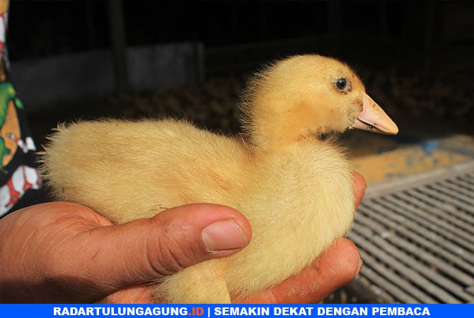 rawat-bebek-peking-beri-vitamin-dan-waspada-perubahan-cuaca