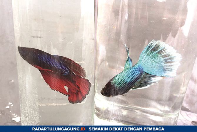 bisnis-ikan-cupang-betta-modal-minim-laba-tiga-kali-lipat