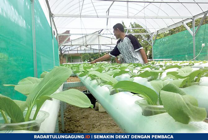 petani-hidroponik-terkendala-modal-dan-pemasaran