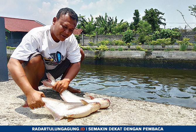 Ikan patin menjadi salah satu bahan baku untuk diolah menjadi makanan ringan. (DOK RADAR TULUNGAGUNG)