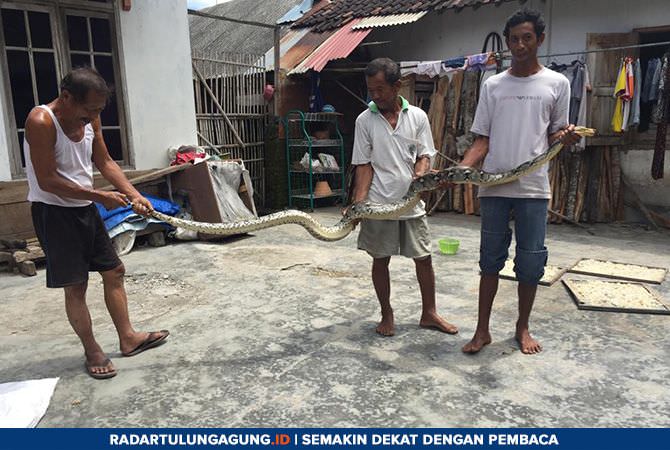 ular-sepanjang-tiga-meter-mendadak-muncul-di-tengah-tengah-hajatan