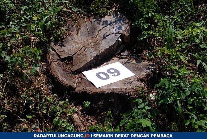 alasan-kayu-sonokeling-miliki-harga-jual-tinggi-dan-banyak-dicari