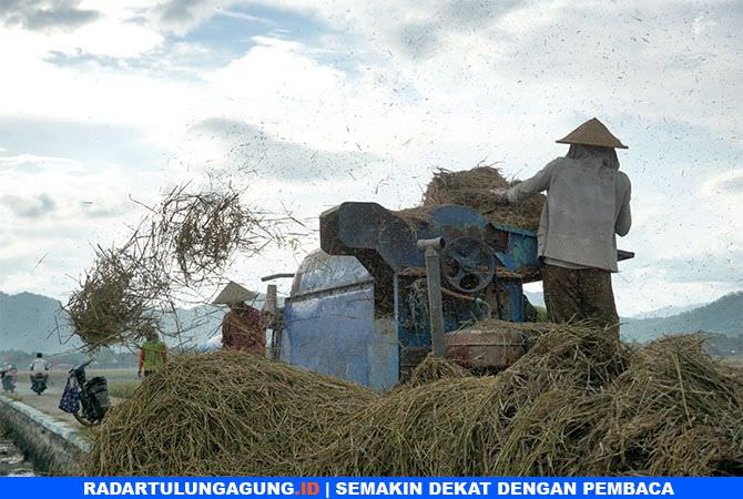 Badan urusan logistik (Bulog) Tulungagung masih menyimpan sekitar 2000 ton cadangan beras.