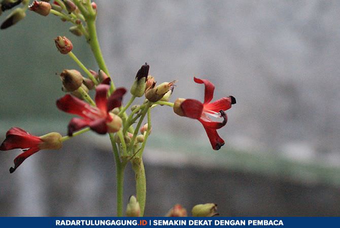 cara-pembuatan-obat-batuk-menggunakan-bunga-belimbing-wuluh