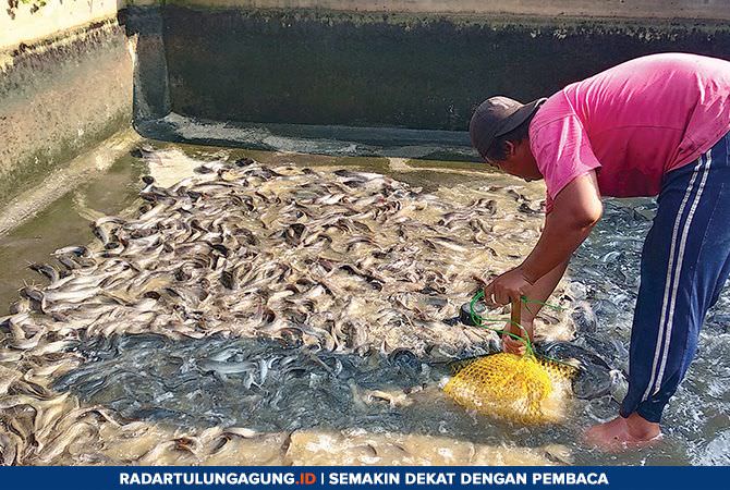 dua-minggu-jelang-ramadan-segini-harga-ikan-lele