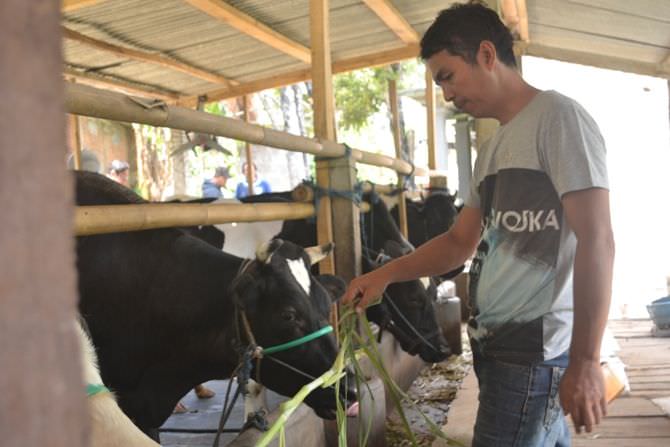 delapan-sapi-mati-warga-nyawangan-resah