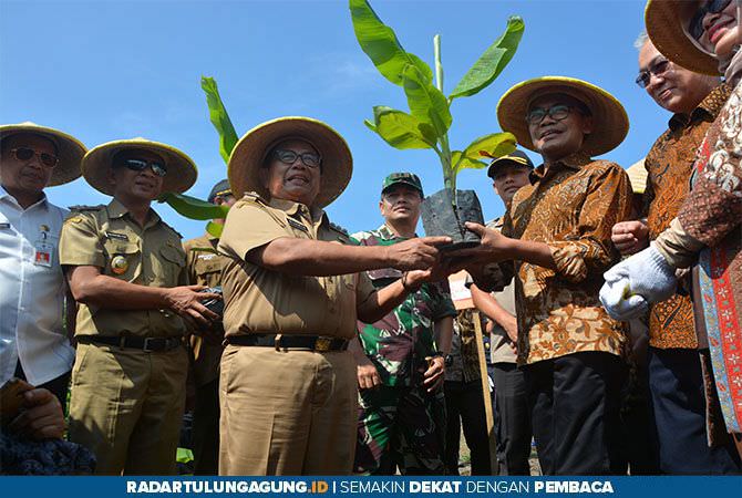 pemkab-blitar-bangun-kemitraan-budi-daya-pisang-cavendish