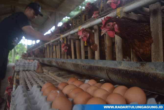 distribusi-telur-ayam-terhambat