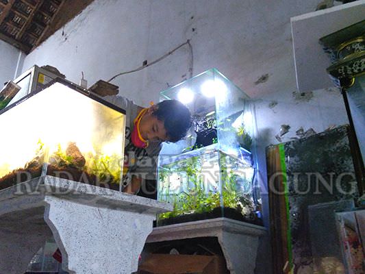 buat-menyelesaikan-tugas-sekolah-harus-paham-jenis-jenis-tumbuhan-air