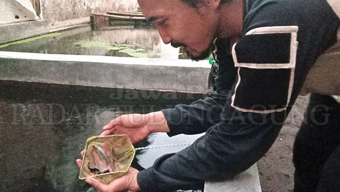 ikan-guppy-tetap-menjanjikan