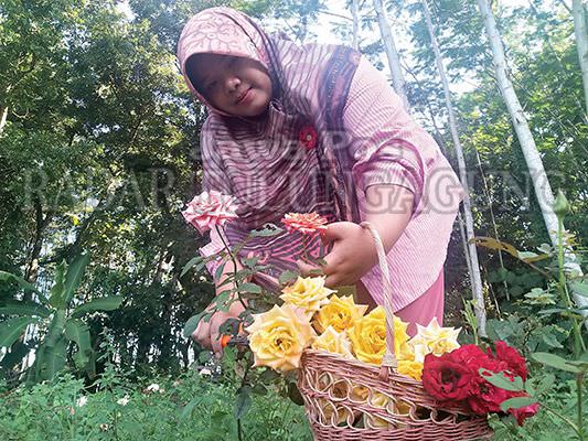 sulap-mawar-jadi-teh-juga-sabun-yang-berkhasiat-untuk-kecantikan