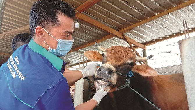 jangan-menyembelih-sapi-betina