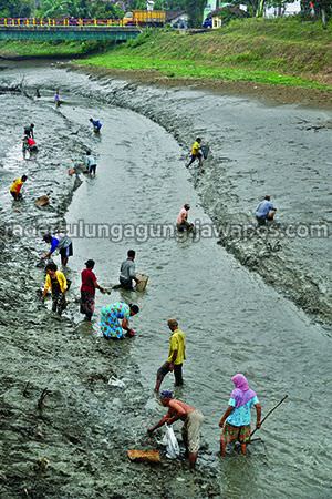 dam-dikeringkan-serbu-ikan-teler